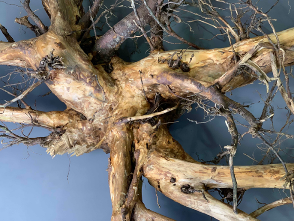 Stumps With Roots, variety of sizes and shapes in stock - Brandon Thatchers