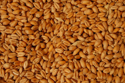 Cereal Grains – www.BrandonThatchers.co.uk 