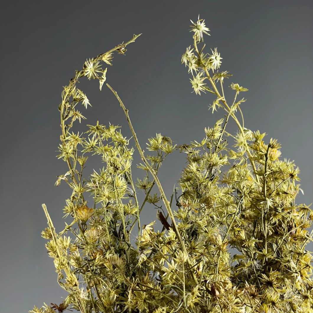 FLEABANE 4.jpg