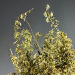 FLEABANE 4.jpg