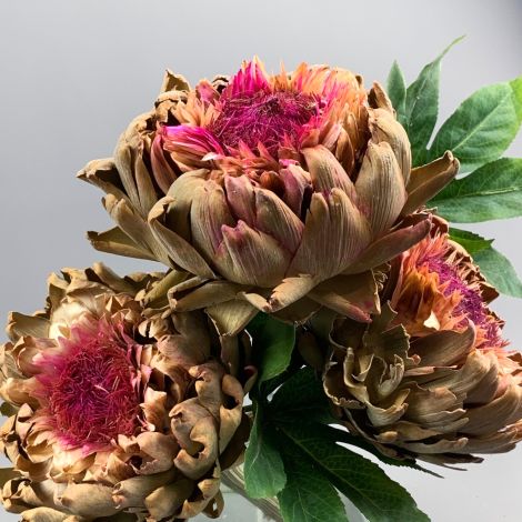 Artichoke Giant Purple , approx 35 cm long by 15-20 cm diameter dried flower head