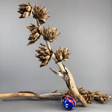 Sororoca Plant Giant, two sizes, natural dried floral deco