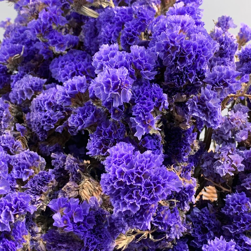 Statice, Blue bunch, approx. 75cm tall dried flowers UK grown