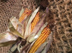Maize-2-e1507130681365.jpg Maize-2-e1507130681365.jpg