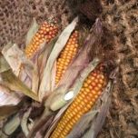 Maize-2-e1507130681365.jpg Maize-2-e1507130681365.jpg