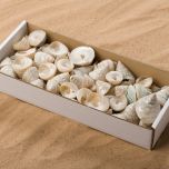 SHELL TOWER PEARL SNAIL BOX.jpg