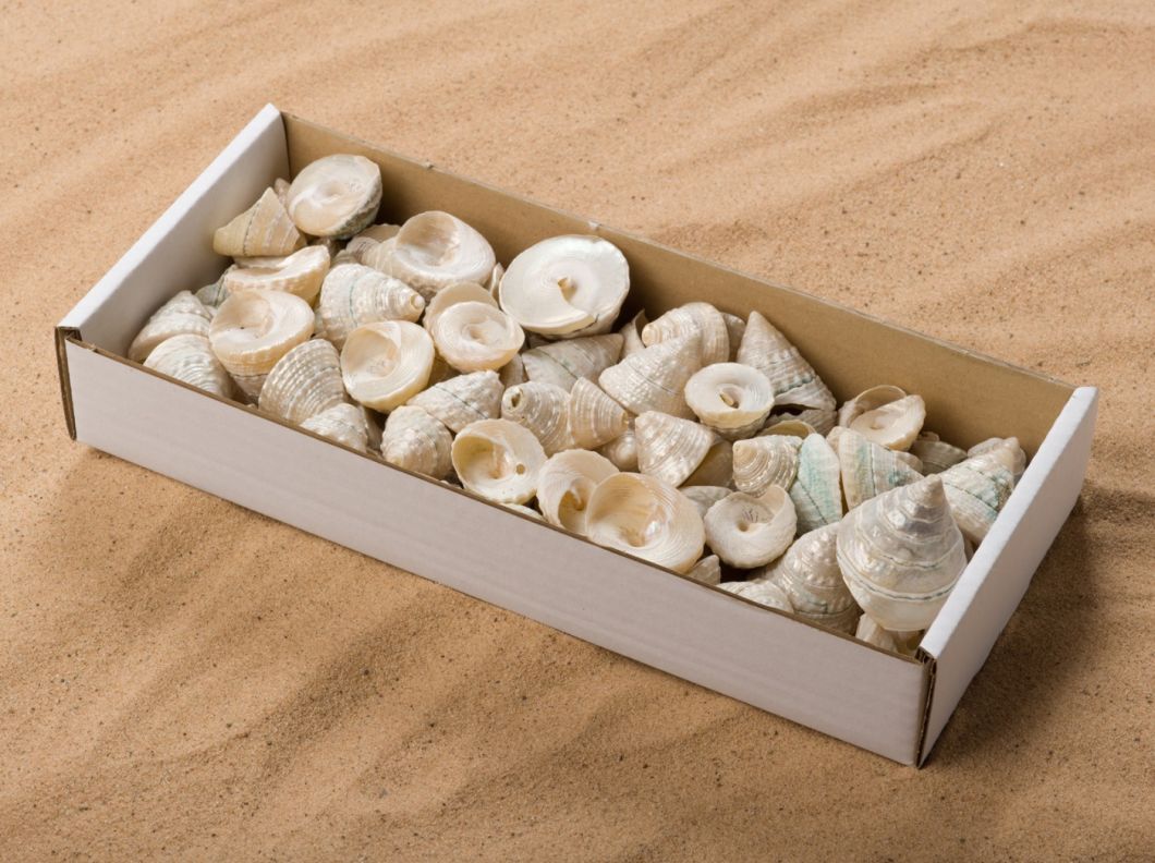 SHELL TOWER PEARL SNAIL BOX.jpg