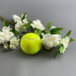 Apple Blossom - www.BrandonThathers.co.uk IMG_6381.jpg