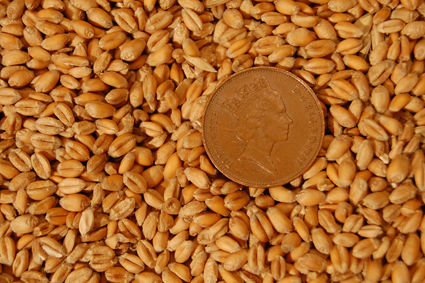 Cereal Grains – www.BrandonThatchers.co.uk 