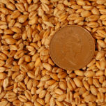Cereal Grains – www.BrandonThatchers.co.uk 