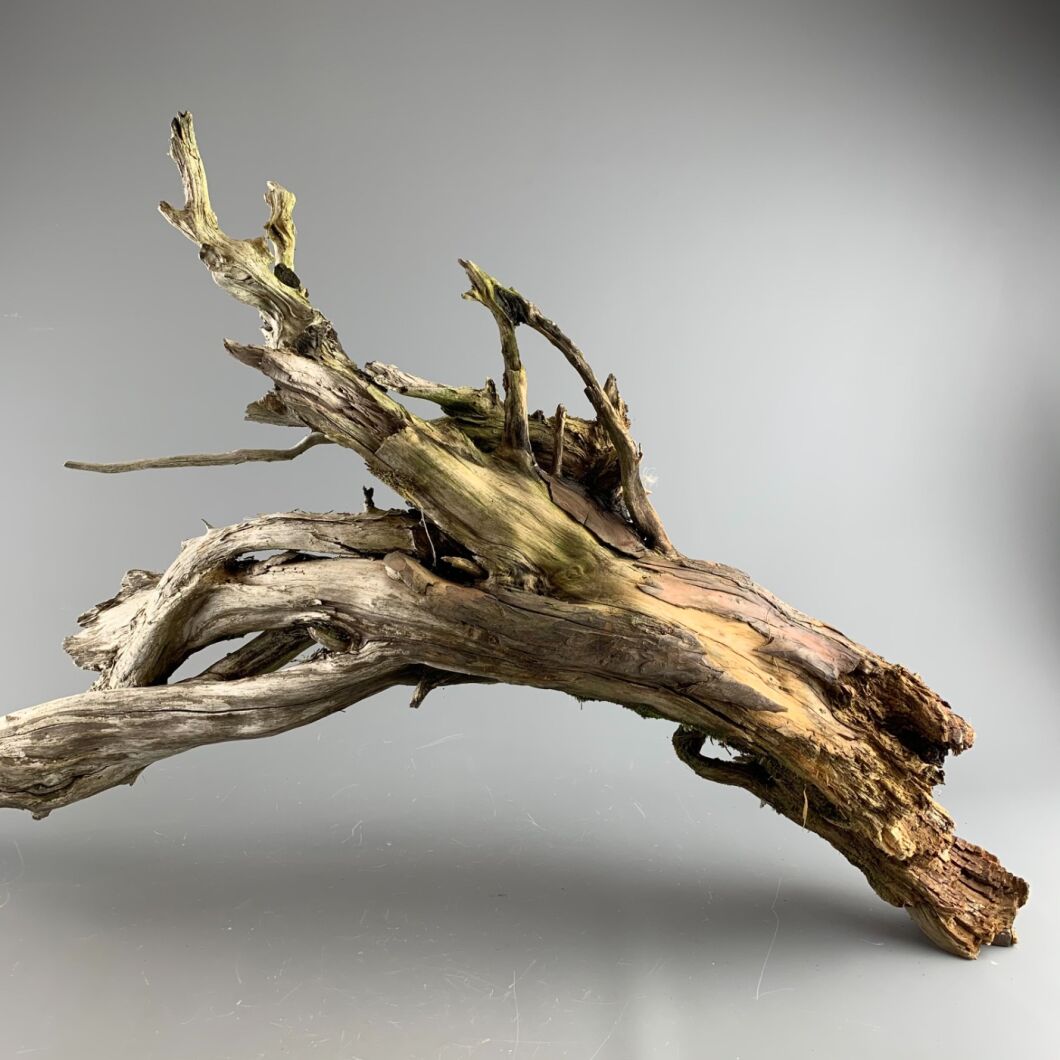 Stumps With Roots, variety of sizes and shapes in stock - Brandon Thatchers