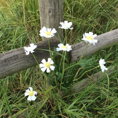 Daisy Field spray, 80cm of artificial flowers and leaves  