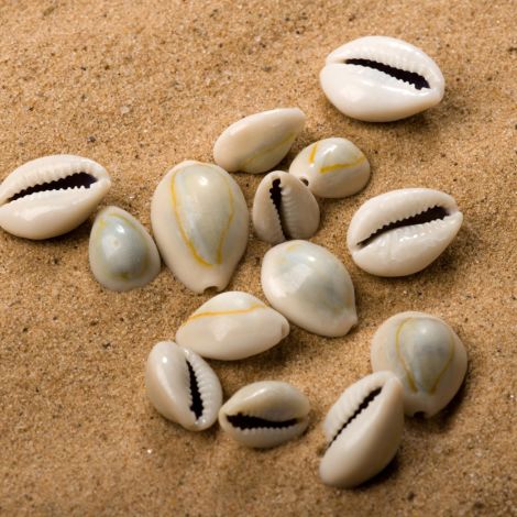 Karibik Seashell Petite, Approx. 20 mm diameter by 20 mm long