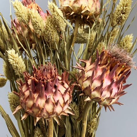 Cynara Crimson, approx. 20 cm tall by 10 diameter dried flower stem