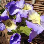 pansy2-e1536846067442.jpg pansy2-e1536846067442.jpg