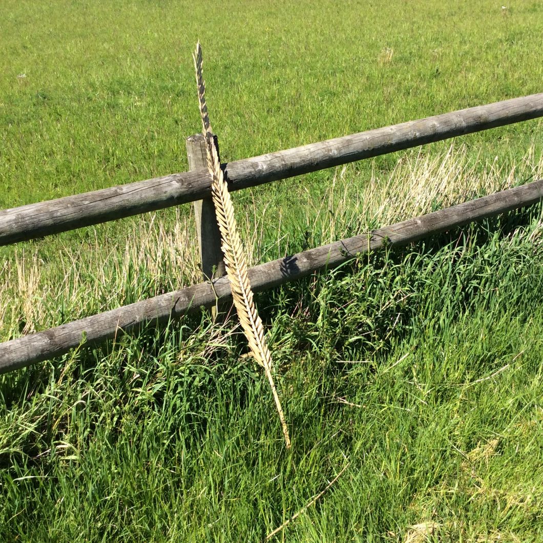 Palm Leaf Trimmed - www.BrandonThatchers.co.ukg