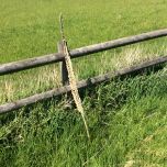 Palm Leaf Trimmed - www.BrandonThatchers.co.ukg