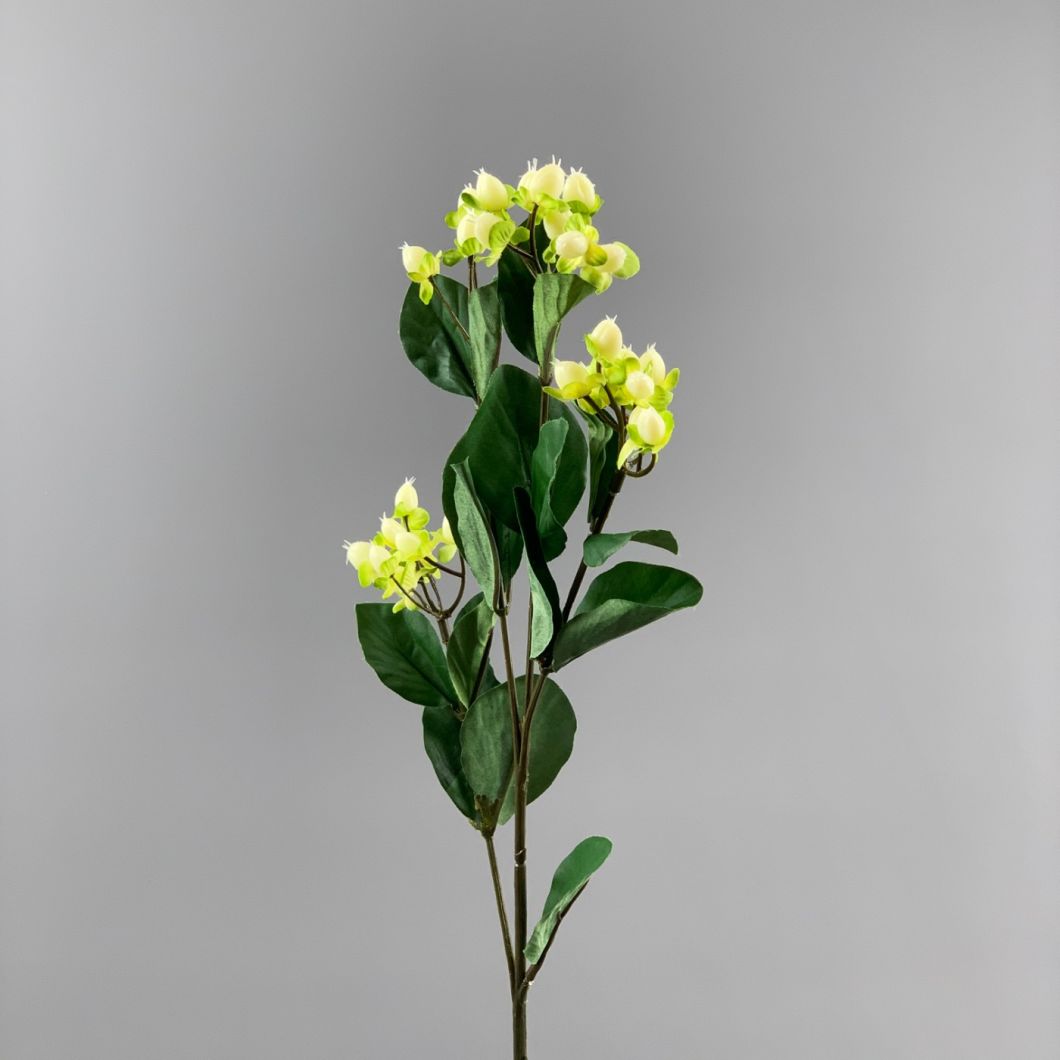 Hypericum - www.BrandonThathers.co.uk IMG_1086.jpg