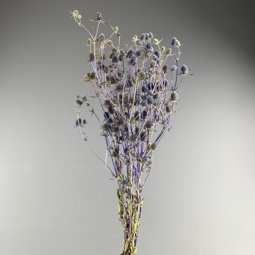 Dried Flowers www.brandonThatchers.co.uk