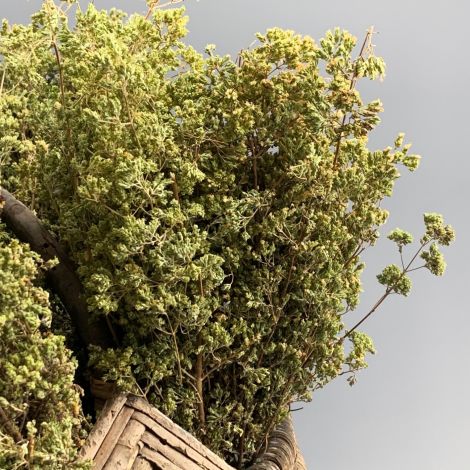 Oregano Wild, 20 cm long x 10 cm wide dried herb bunch