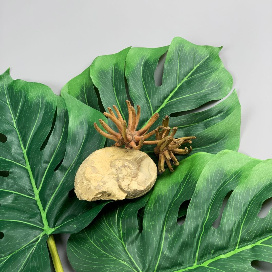 monstera - www.BrandonThathers.co.uk IMG_0802.jpg