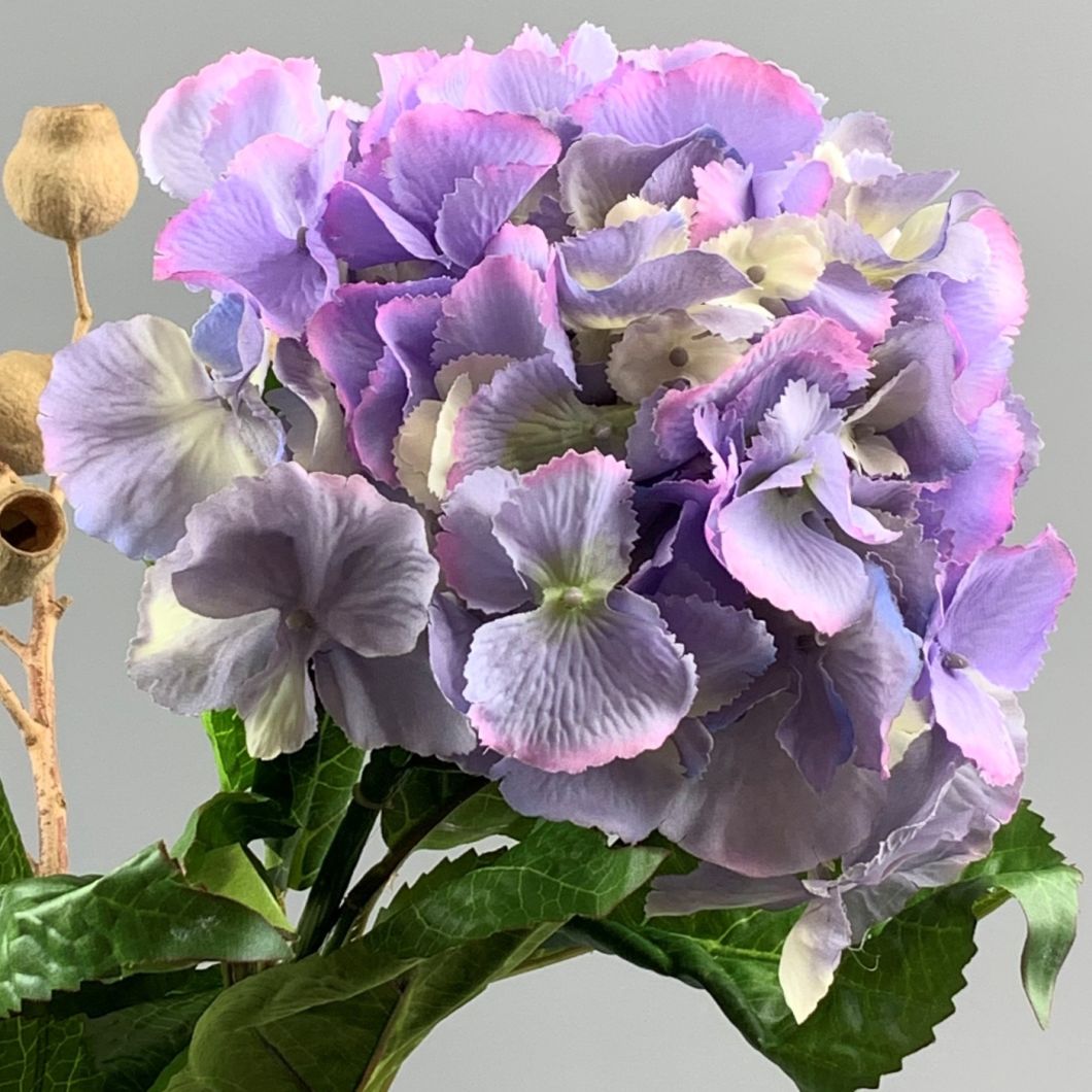 Lavender Hydrangea - www.BrandonThathers.co.uk IMG_0926Uc.jpeg