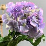 Lavender Hydrangea - www.BrandonThathers.co.uk IMG_0926Uc.jpeg