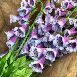 Foxglove, Purple, 107 cm - www.BrandonThatchers.co.uk Foxglove, Purple, 107 cm - www.BrandonThatchers.co.uk