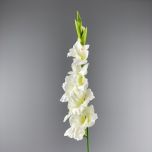 Gladiola, Cream 96 cm - www.BrandonThatchers.co.uk IMG_1034.jpg