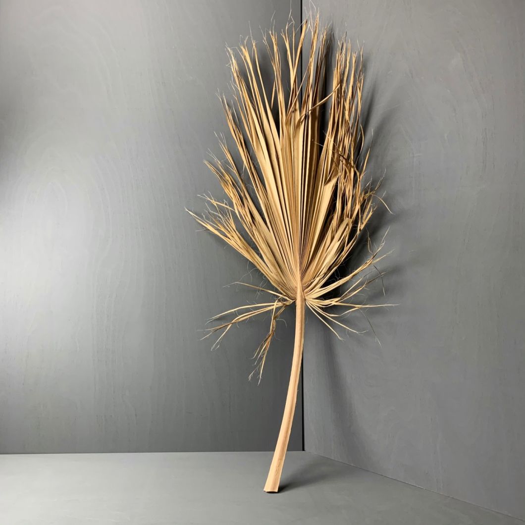 Palm Leaf - www.BrandonThathers.co.uk IMG_7163.jpg