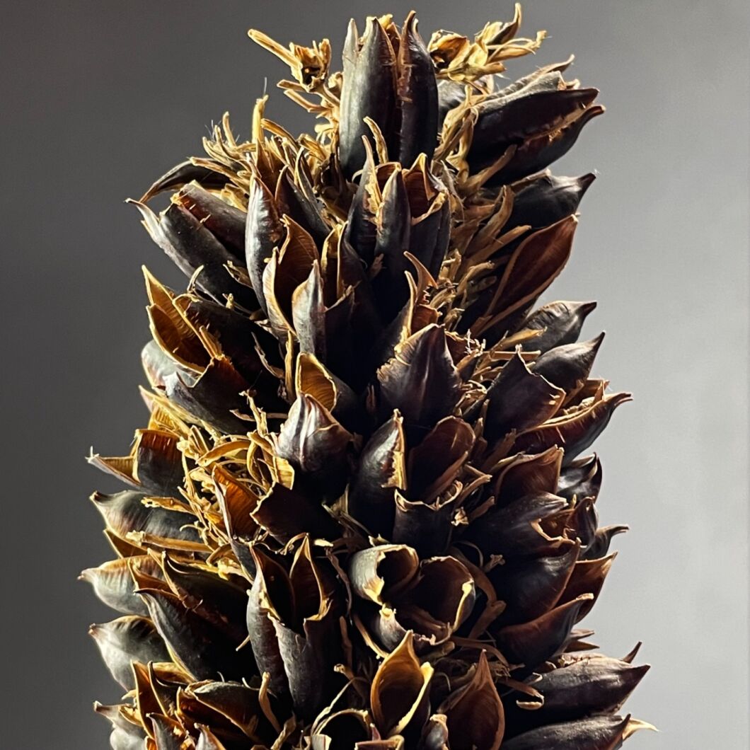 CYRUS STEM 4.jpg