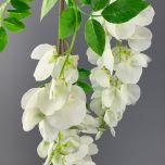Wisteria Cream - www.BrandonThathers.co.uk IMG_0512.jpeg