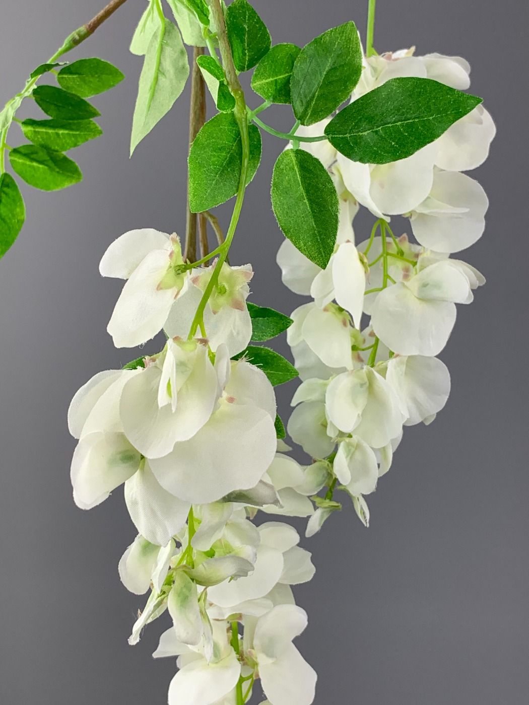 Wisteria Cream - www.BrandonThathers.co.uk IMG_0512.jpeg