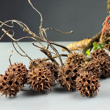Liquidambar Spikey Pods x 500 grams, approx. 60 piece, 40 mm dia., natural, dried floral deco
