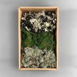 Lichen Moss- www.BrandonThathers.co.uk IMG_4279.jpg