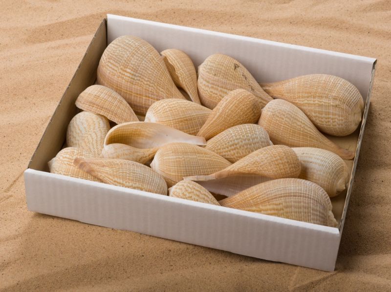 Bermuda Twirl Seashell, Approx. 50 – 60 mm diameter by 100 - 140 mm long