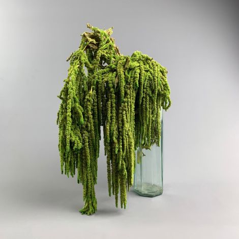 Amaranthus Trailing, 90 cm long dried floral decoration