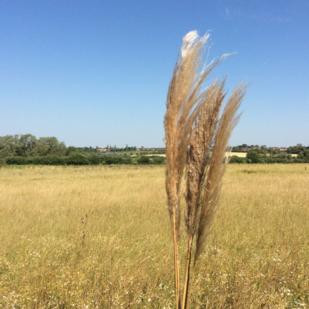 Pampas Grass x 5 stems 1m - www.BrandonThatchers.co.uk Pampas Grass x 5 stems 1m - www.BrandonThatchers.co.uk