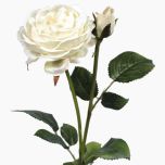Vintage-Rose-Cream-e1524488788670.jpg Vintage-Rose-Cream-e1524488788670.jpg
