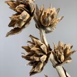 Sororoca Plant Giganticus – www.BrandonThatchers.co.uk IMG_4548.jpg