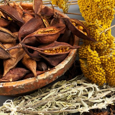 Bottle Tree Pods, per 500g, approx. 14 cm long per bunch, natural, dried floral deco