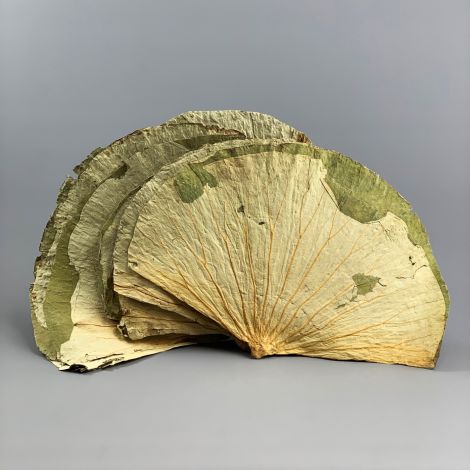 Lotus Leaf, 10 pack, approx. 25 cm by 20 cm natural dried leaves