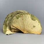 Lotus Leaves - www.BrandonThatchers.co.uk Lotus Leaves - www.BrandonThatchers.co.uk