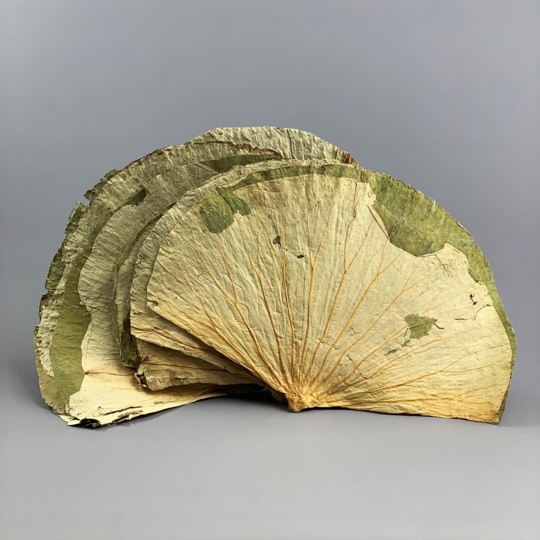 Lotus Leaves - www.BrandonThatchers.co.uk