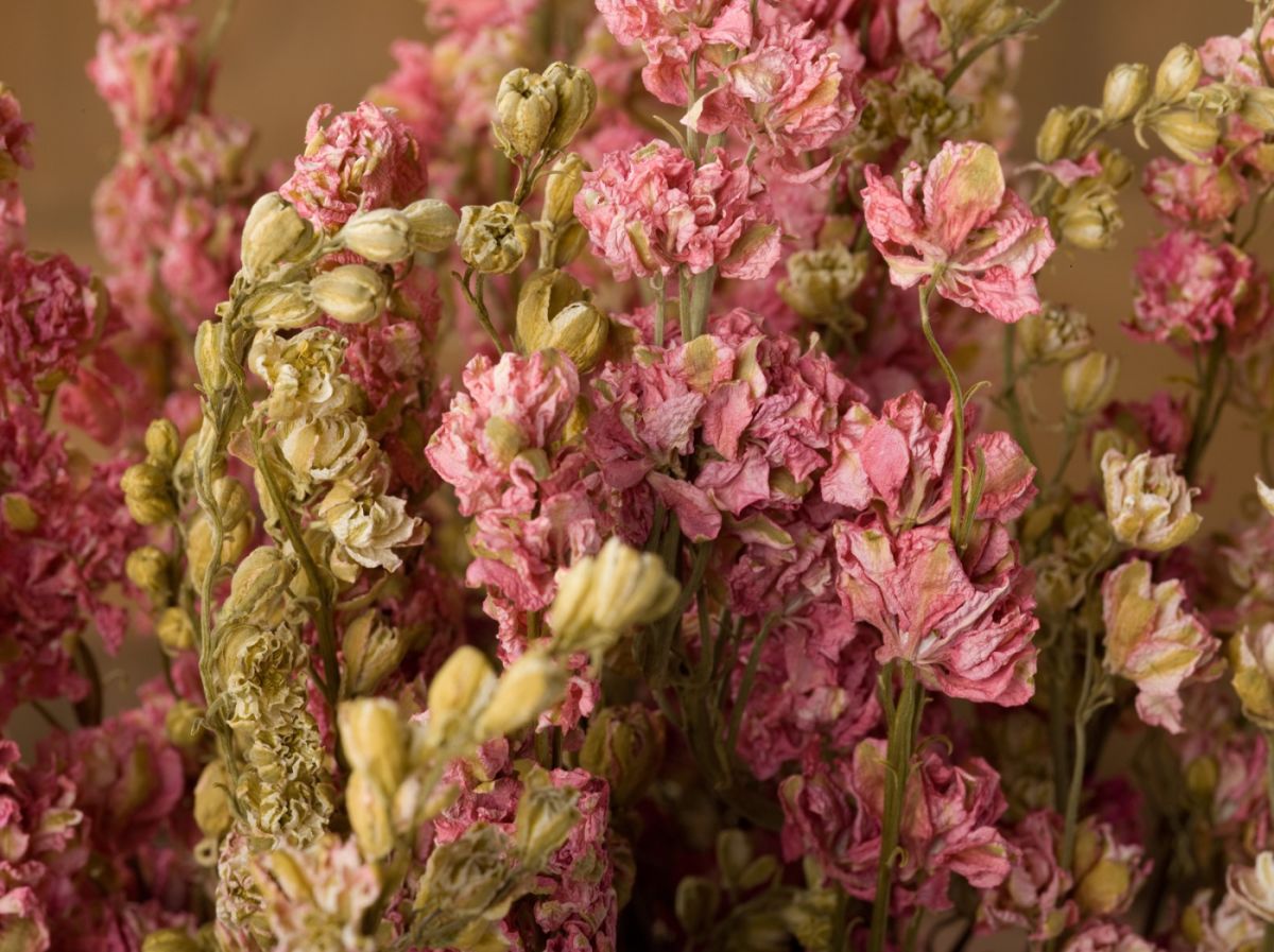 Dried Flowers, Grasses & Herbs. UK stock, Next day delivery