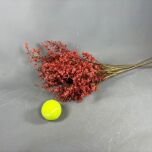 BLOOMRED4.jpg