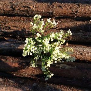 Gypsophila Spray, 30cm - www.BrandonThatchers.co.uk Gypsophila Spray, 30cm - www.BrandonThatchers.co.uk