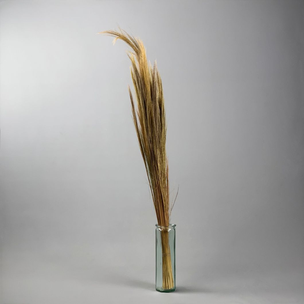 Goose feather sedge - www.BrandonThathers.co.uk