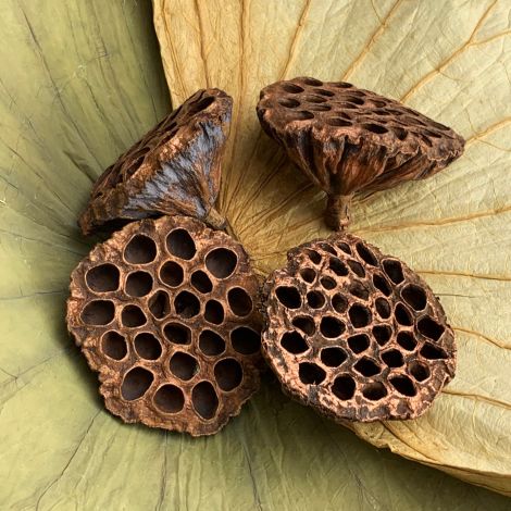 Lotus Heads x 8, approx. 9 cm diameter, natural, dried floral deco