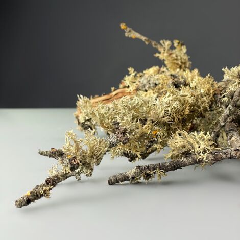 Lichen Branches, per crate approx. 30 - 40 pieces, 10 - 15cm long and gnarly, natural dried floral deco